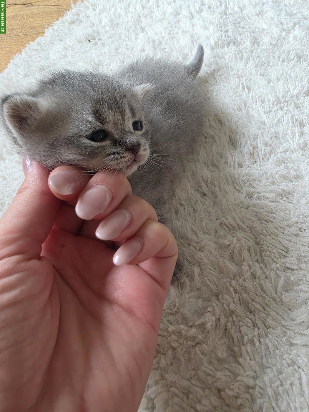 Bild 3: BKH Mix Kitten, Männchen und Weibchen