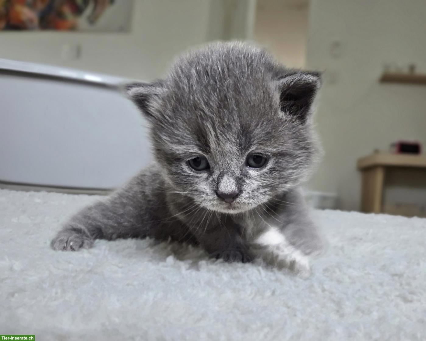 Bild 4: BKH Mix Kitten, Männchen und Weibchen