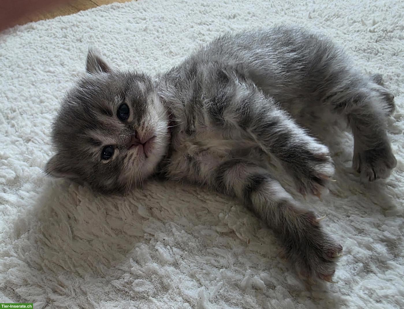 Bild 5: BKH Mix Kitten, Männchen und Weibchen