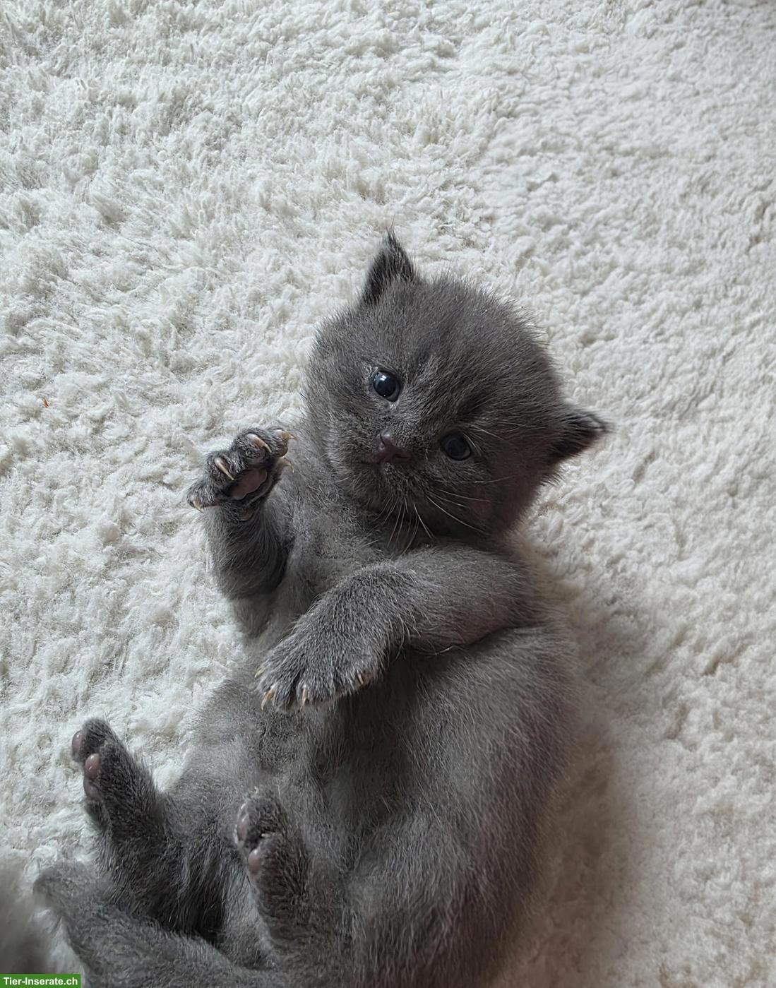 Bild 6: BKH Mix Kitten, Männchen und Weibchen