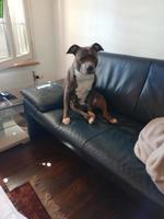 Amstaff Mischlingshündin an erfahrene Halter