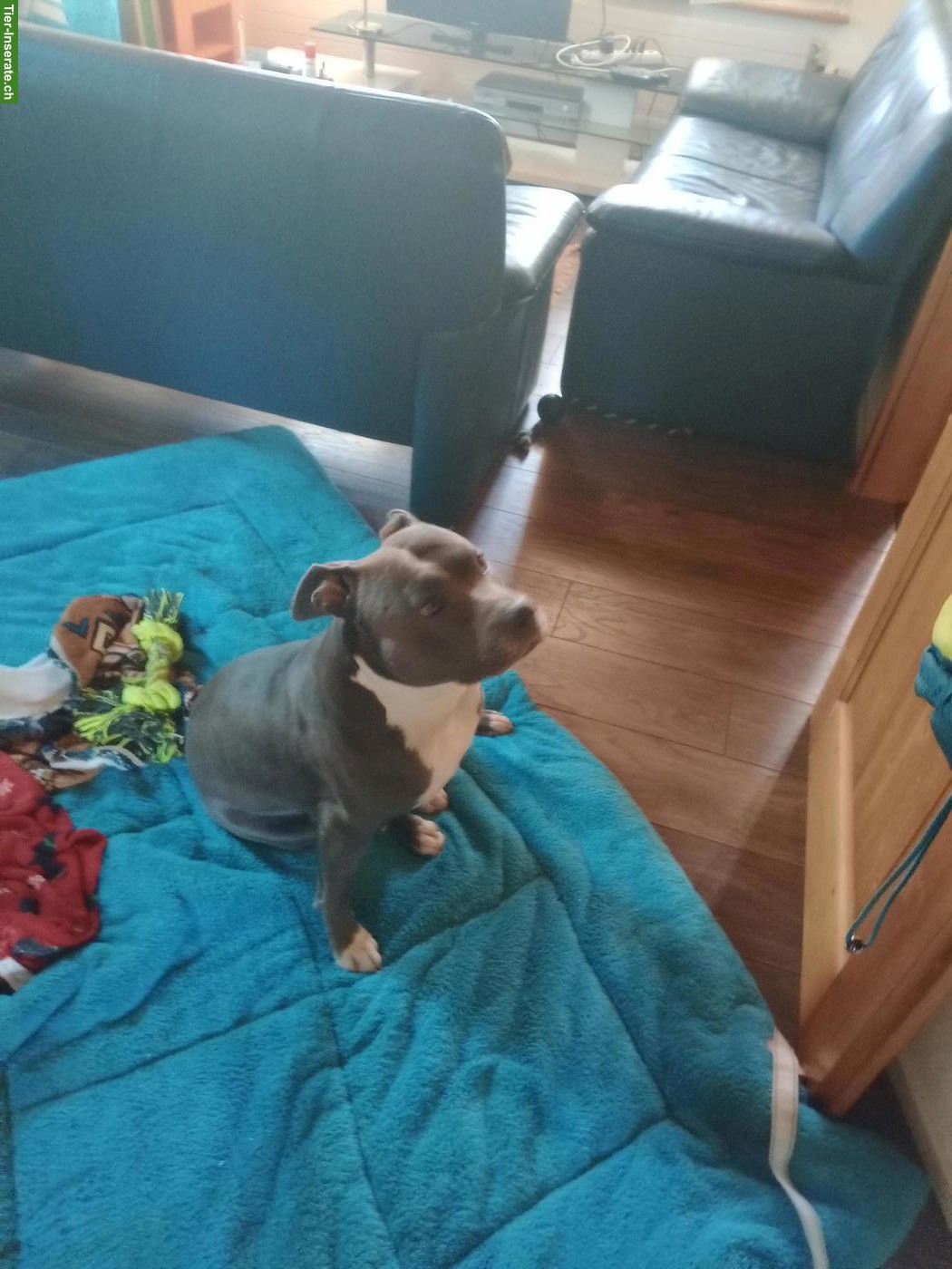 Bild 2: Amstaff Mischlingshündin an erfahrene Halter