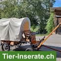 Pony-Planwagen zu verkaufen
