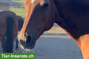 Bild 2: Ältere Freiberger Stute, ideales Familienpferd