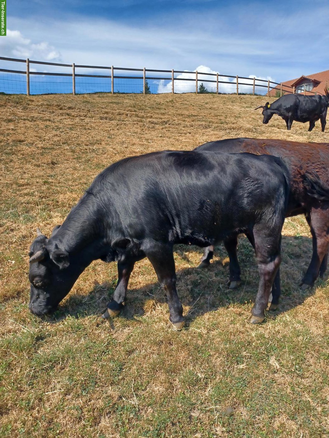 3 schwarze Dexter Rinder, tragend