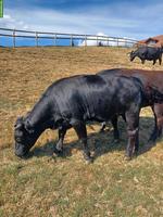 3 schwarze Dexter Rinder, tragend