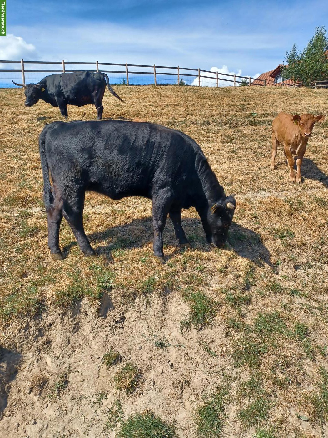 Bild 3: 3 schwarze Dexter Rinder, tragend