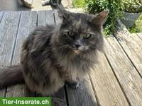 Maine Coon Katze "Momo" sucht neues Zuhause