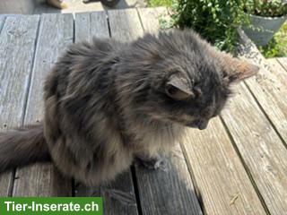 Bild 2: Maine Coon Katze "Momo" sucht neues Zuhause