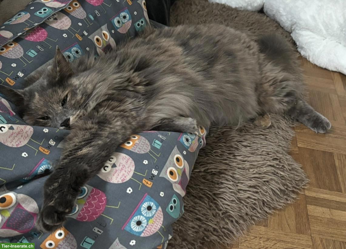 Bild 3: Maine Coon Katze "Momo" sucht neues Zuhause