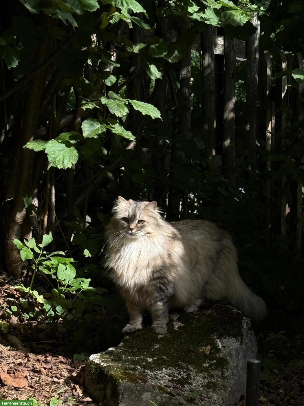 2 liebe Sibirische Katzen suchen gemeinsam ein Zuhause
