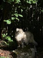 2 liebe Sibirische Katzen suchen gemeinsam ein Zuhause