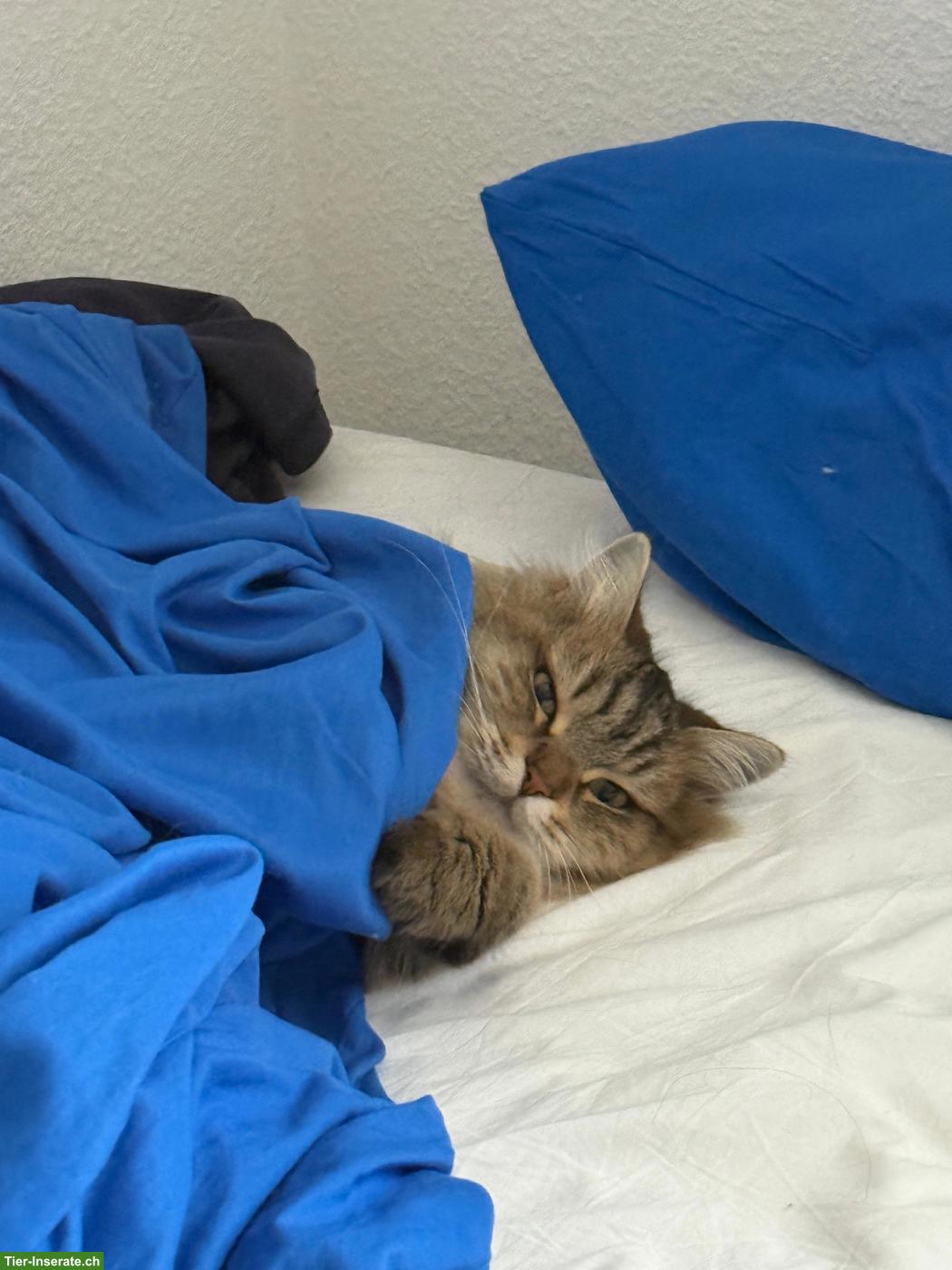 Bild 2: 2 liebe Sibirische Katzen suchen gemeinsam ein Zuhause