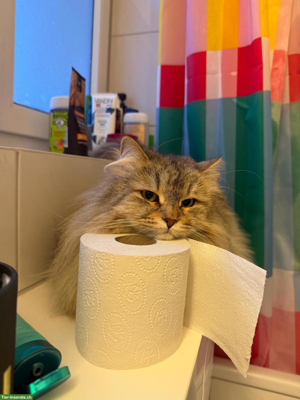 Bild 3: 2 liebe Sibirische Katzen suchen gemeinsam ein Zuhause