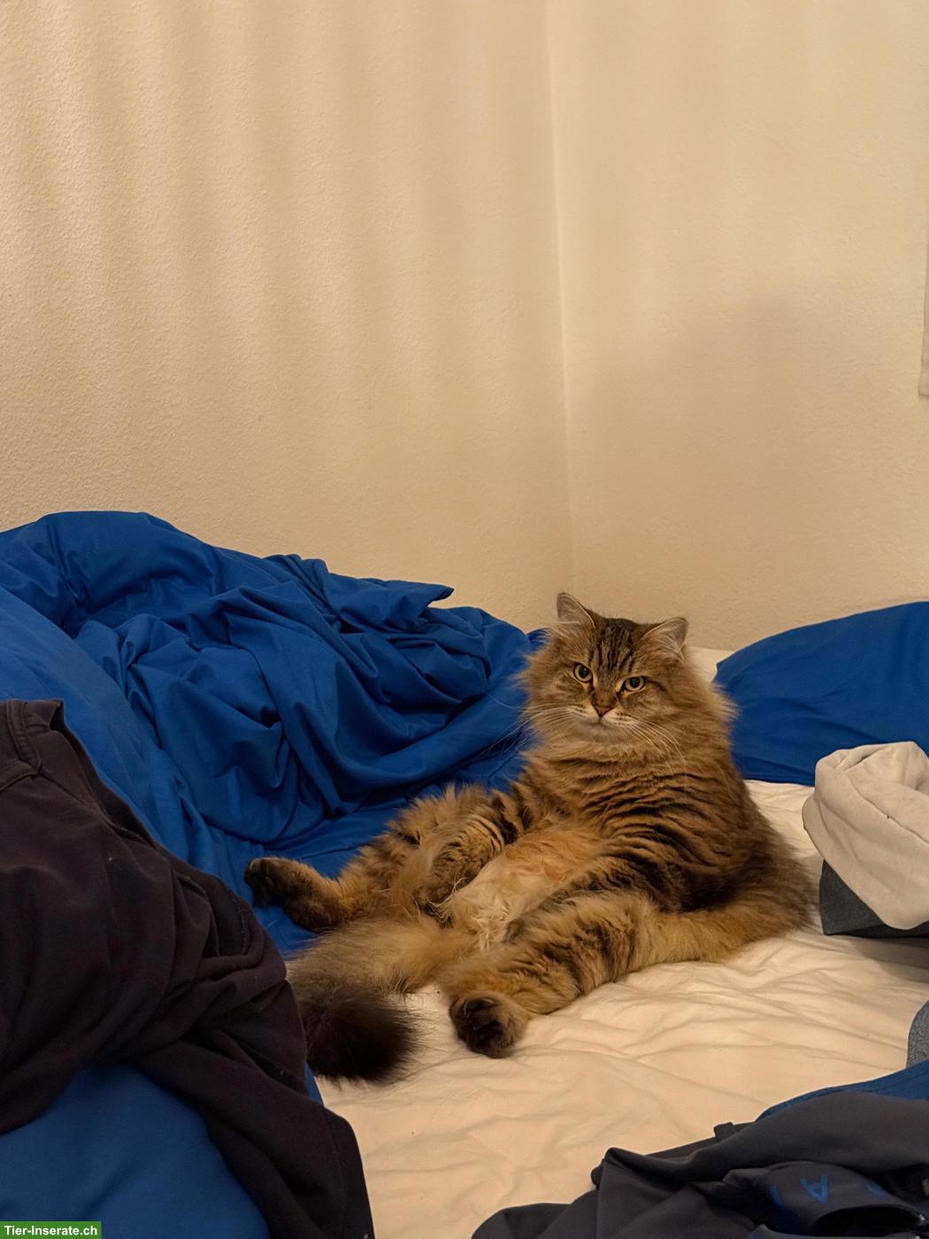 Bild 4: 2 liebe Sibirische Katzen suchen gemeinsam ein Zuhause