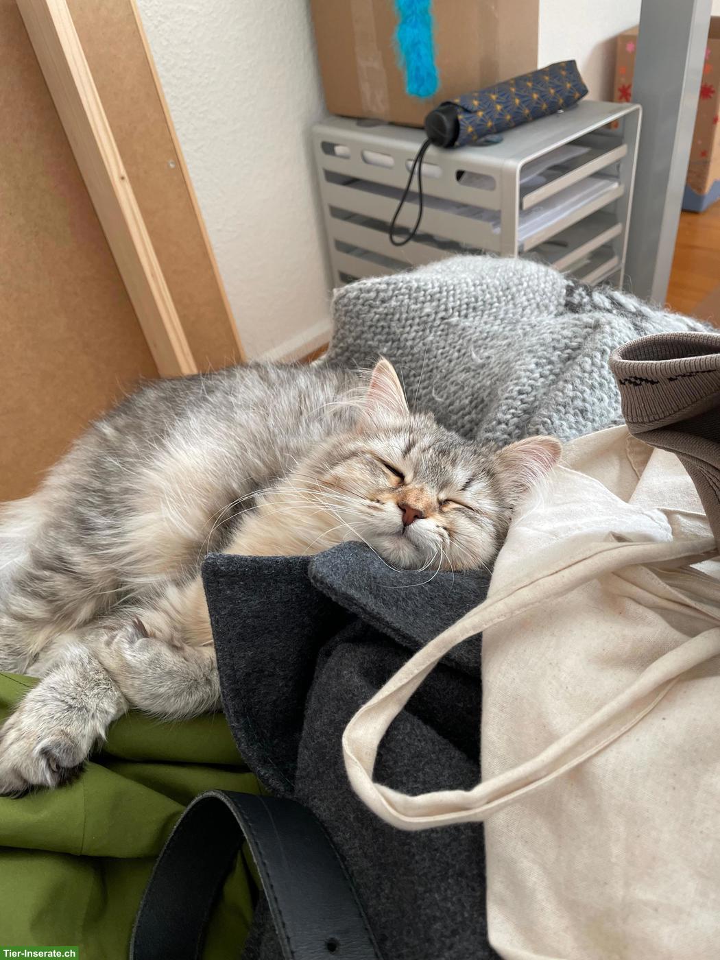 Bild 5: 2 liebe Sibirische Katzen suchen gemeinsam ein Zuhause