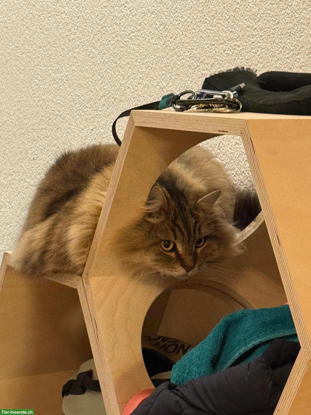 Bild 6: 2 liebe Sibirische Katzen suchen gemeinsam ein Zuhause