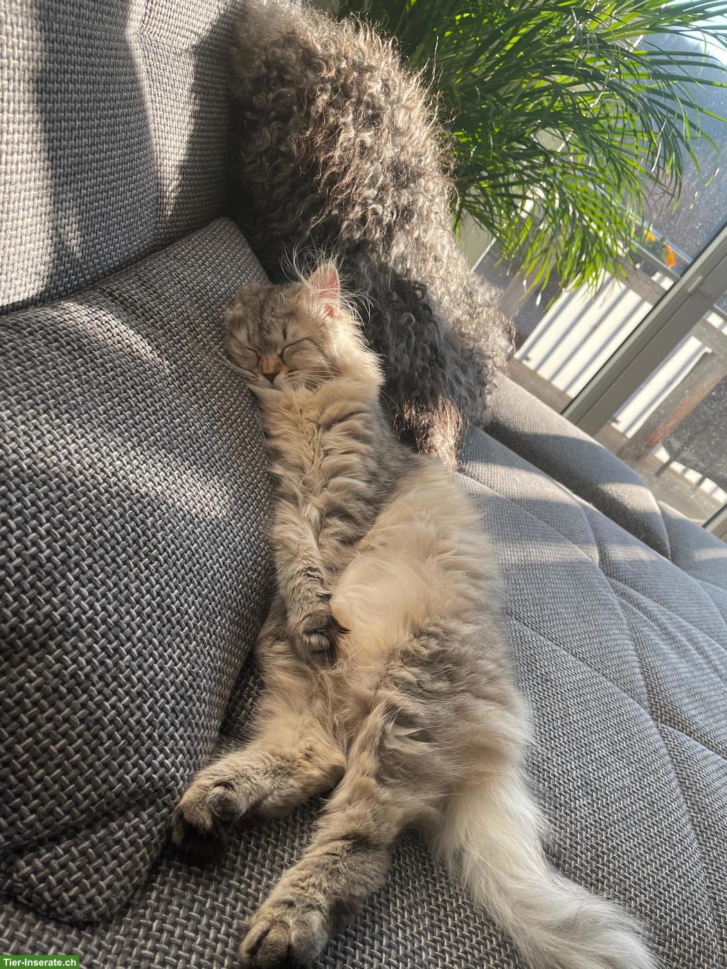 Bild 7: 2 liebe Sibirische Katzen suchen gemeinsam ein Zuhause