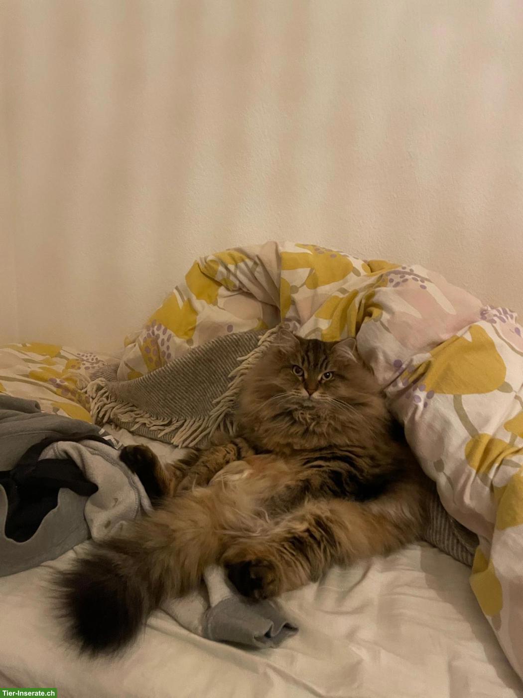 Bild 8: 2 liebe Sibirische Katzen suchen gemeinsam ein Zuhause