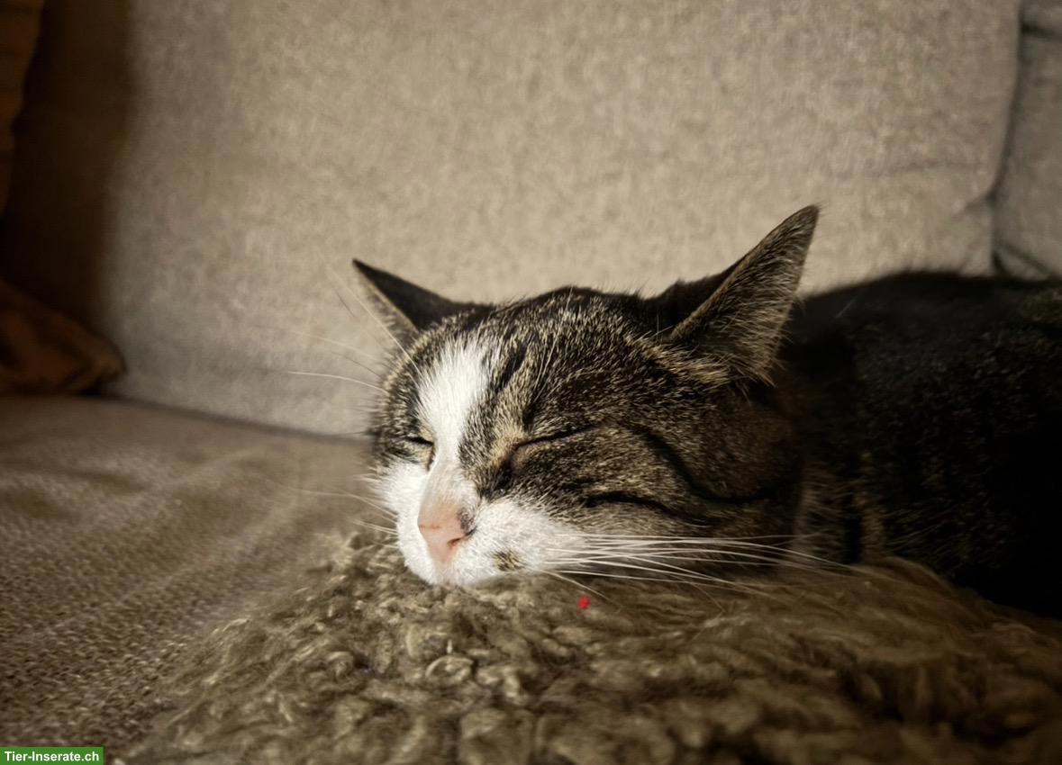 Katzengeschwister Molly & Tilda suchen neues Zuhause
