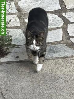 Bild 2: Katzengeschwister Molly & Tilda suchen neues Zuhause