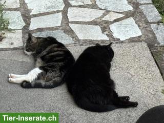 Bild 3: Katzengeschwister Molly & Tilda suchen neues Zuhause