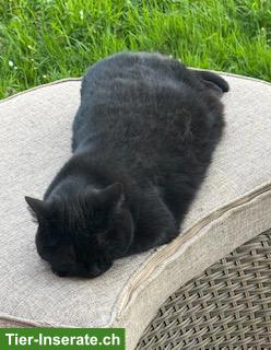 Bild 4: Katzengeschwister Molly & Tilda suchen neues Zuhause