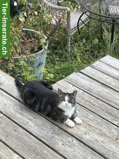 Bild 5: Katzengeschwister Molly & Tilda suchen neues Zuhause