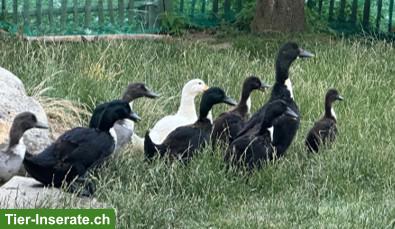 Pommernenten an guten Platz, hübsche Schneckenjäger