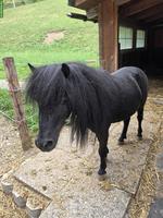 Hübsches Mini Shetlandpony Wallach