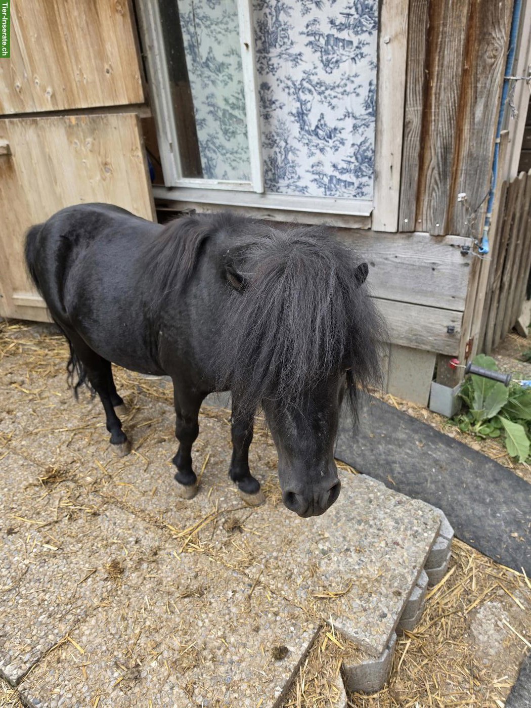 Bild 2: Hübsches Mini Shetlandpony Wallach