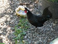 2 schwarze Appenzeller Spitzhauben Hähne