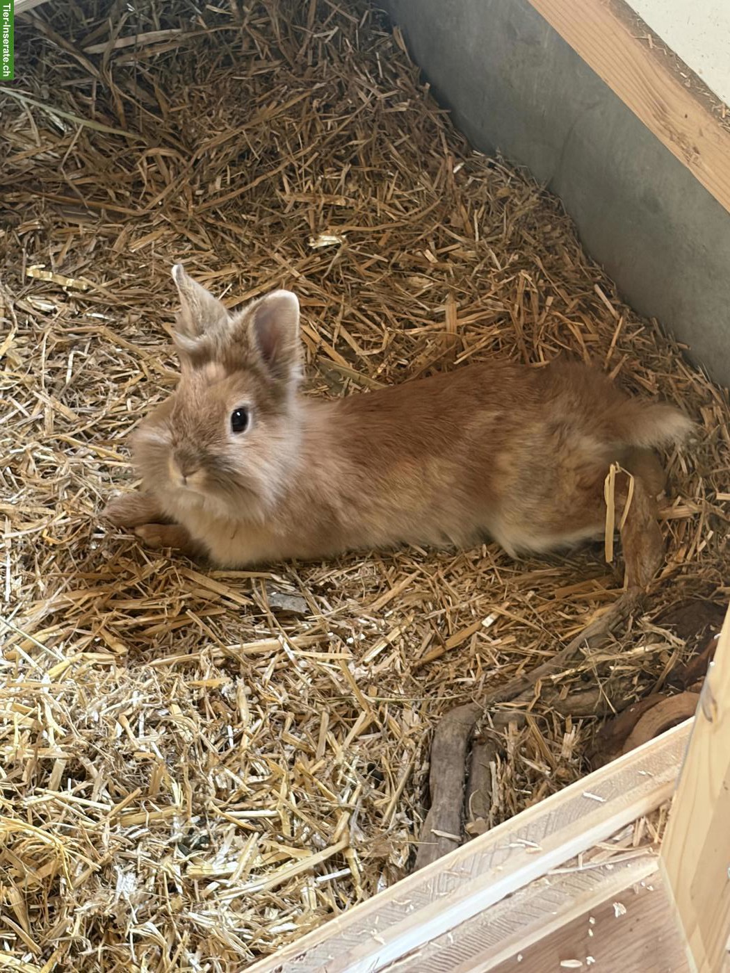 Bild 3: Löwenkopf Zwergkaninchen Geschwister inkl. Aussengehege
