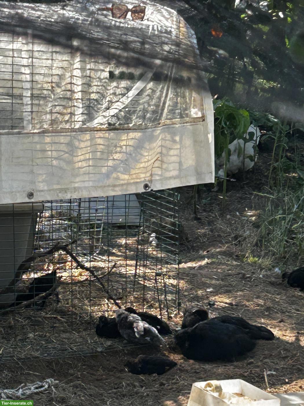 Ayam Cemani x Wyandotte Mix Küken