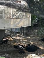 Ayam Cemani x Wyandotte Mix Küken