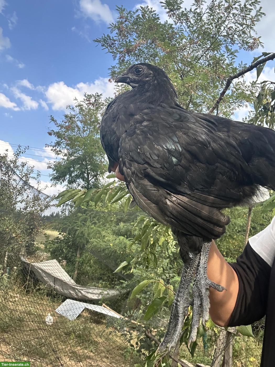 Bild 2: Ayam Cemani x Wyandotte Mix Chicks