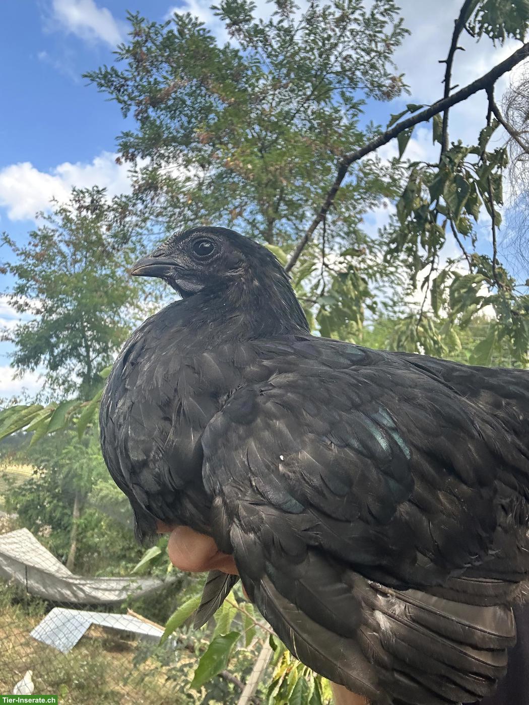 Bild 3: Ayam Cemani x Wyandotte Mix Chicks