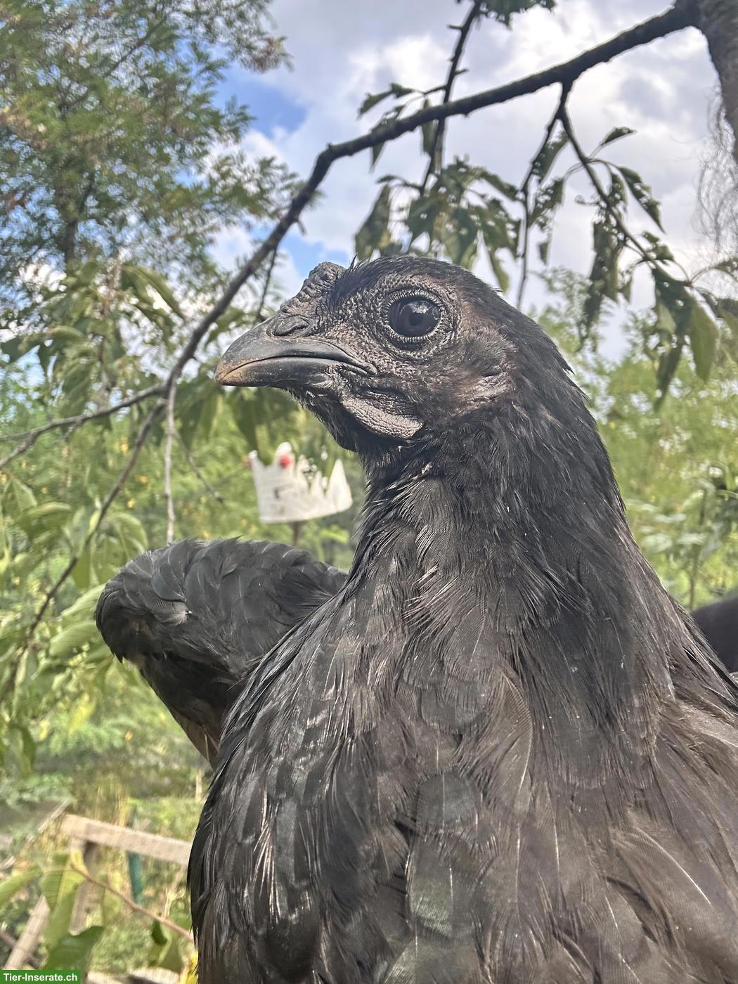 Bild 4: Ayam Cemani x Wyandotte Mix Chicks