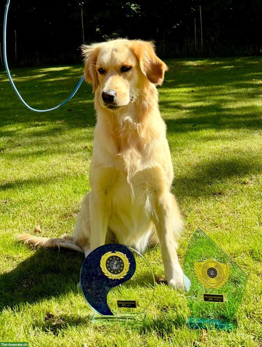Hervorragende Golden Retriever Zuchthündin