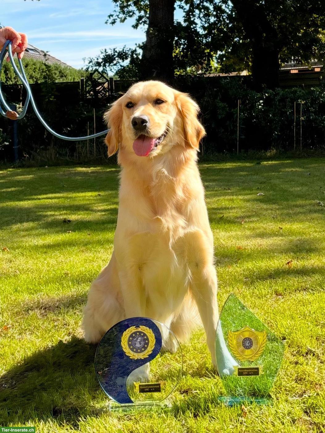 Bild 2: Hervorragende Golden Retriever Zuchthündin