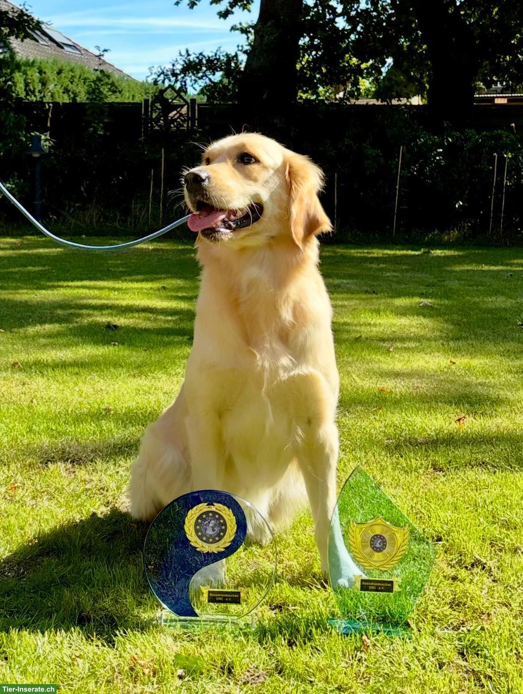Bild 3: Hervorragende Golden Retriever Zuchthündin