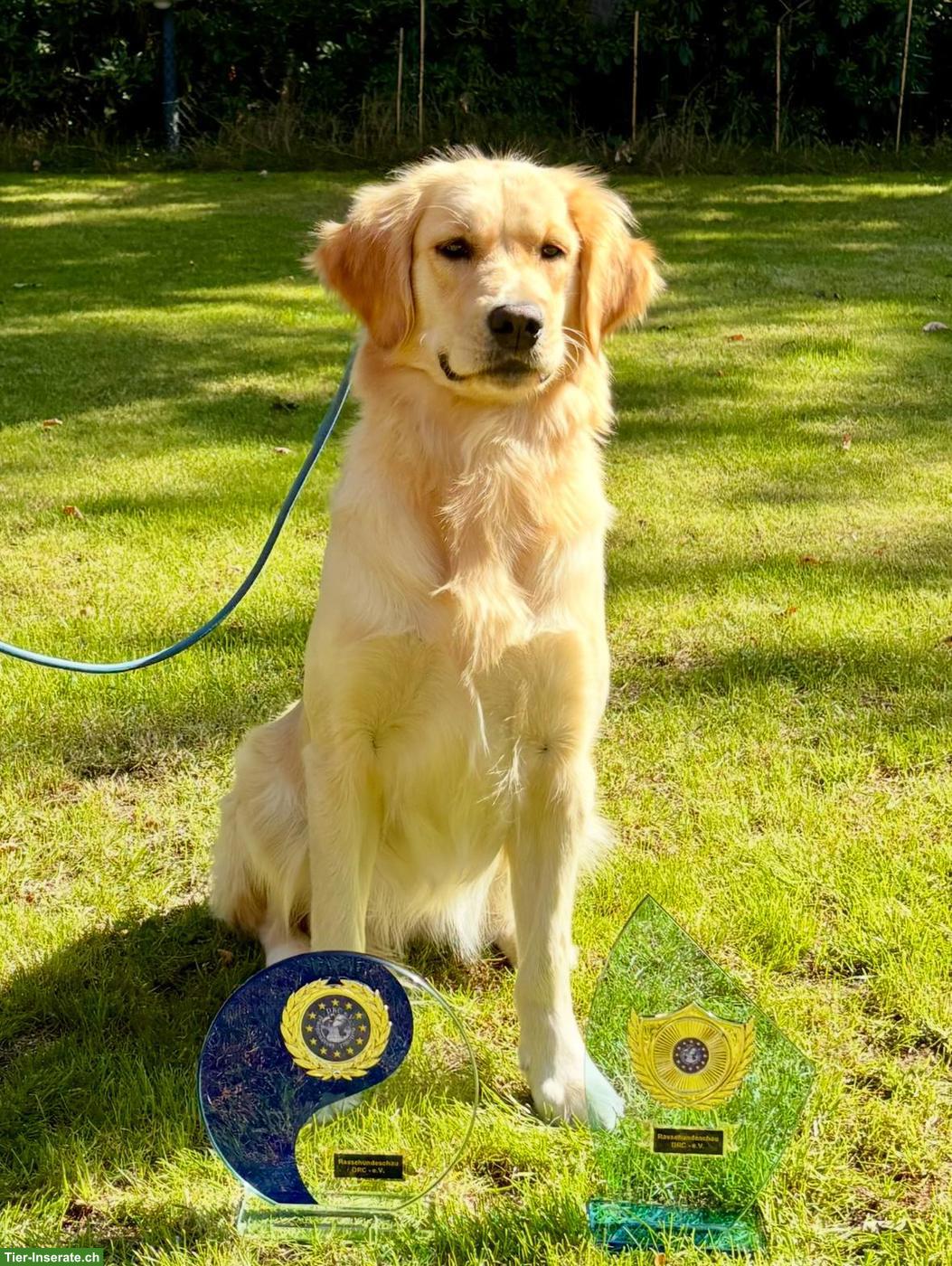Bild 4: Hervorragende Golden Retriever Zuchthündin