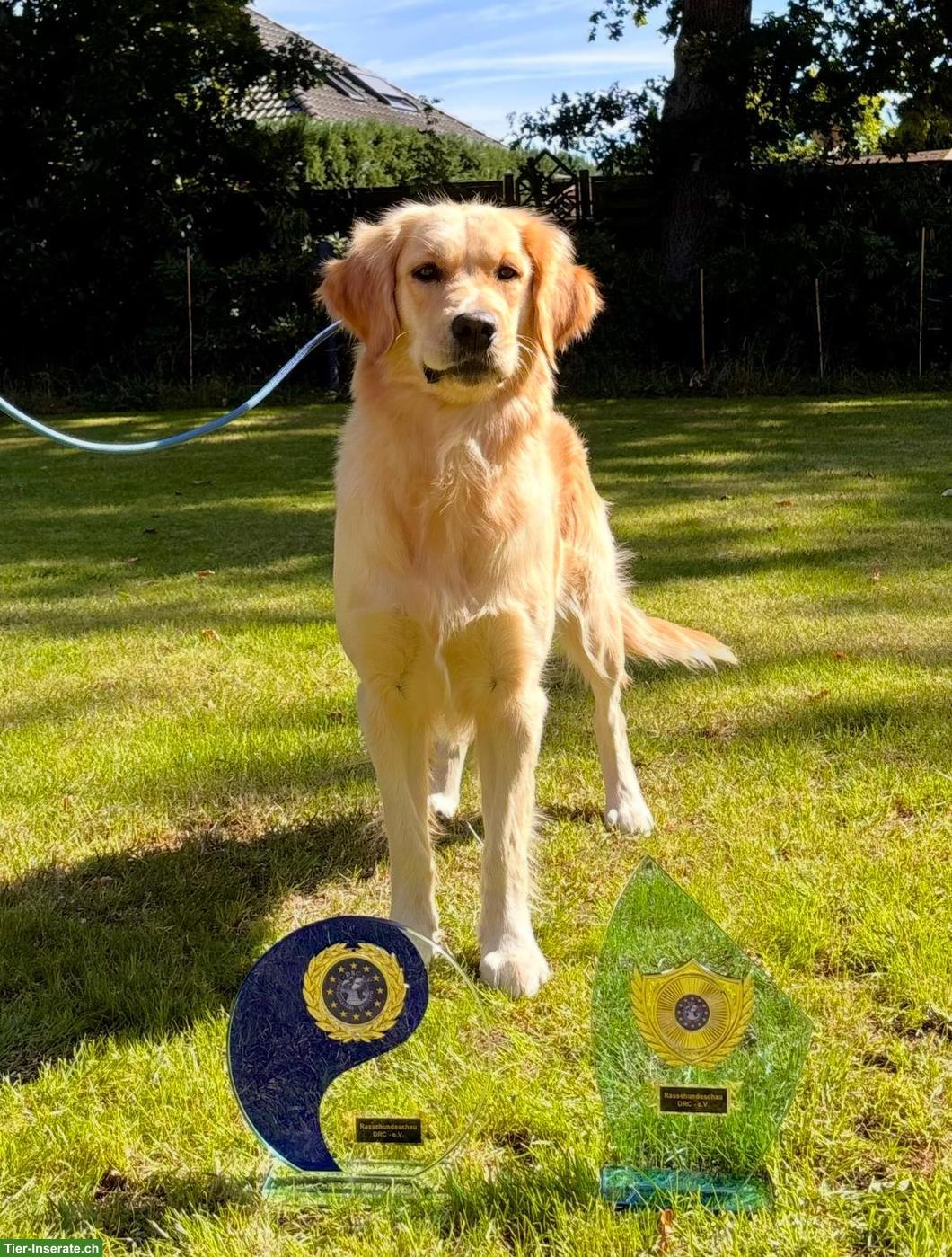 Bild 5: Hervorragende Golden Retriever Zuchthündin