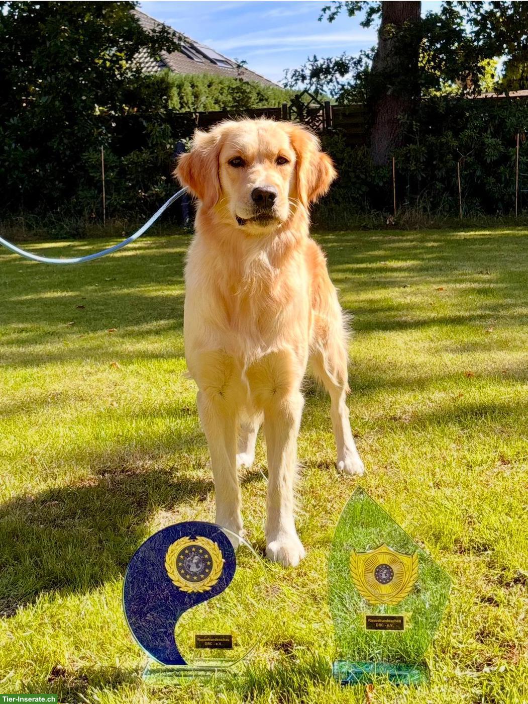 Bild 6: Hervorragende Golden Retriever Zuchthündin