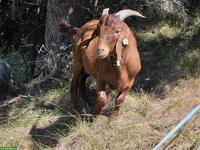 Red Kalahari Burenziegen-Bock zu verkaufen