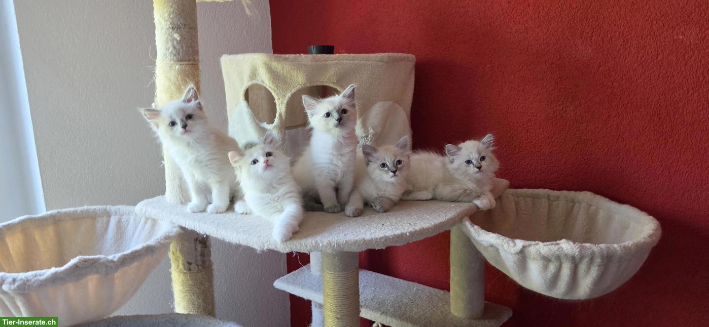 Heilige Birma Mix Kitten mit blauen Augen