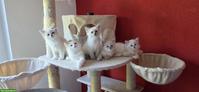 Heilige Birma Mix Kitten mit blauen Augen