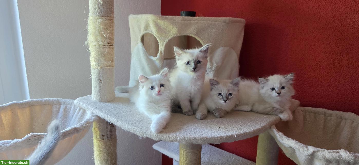 Bild 10: Heilige Birma Mix Kitten mit blauen Augen