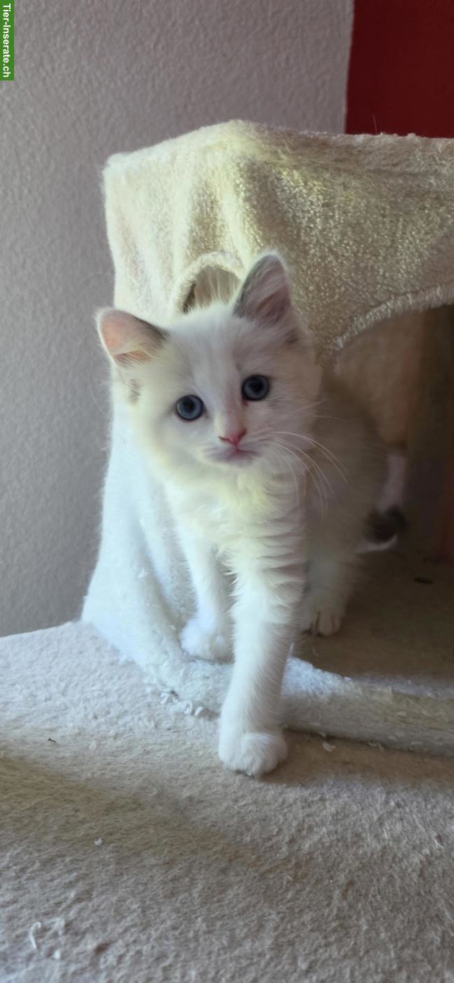 Bild 2: Heilige Birma Mix Kitten mit blauen Augen