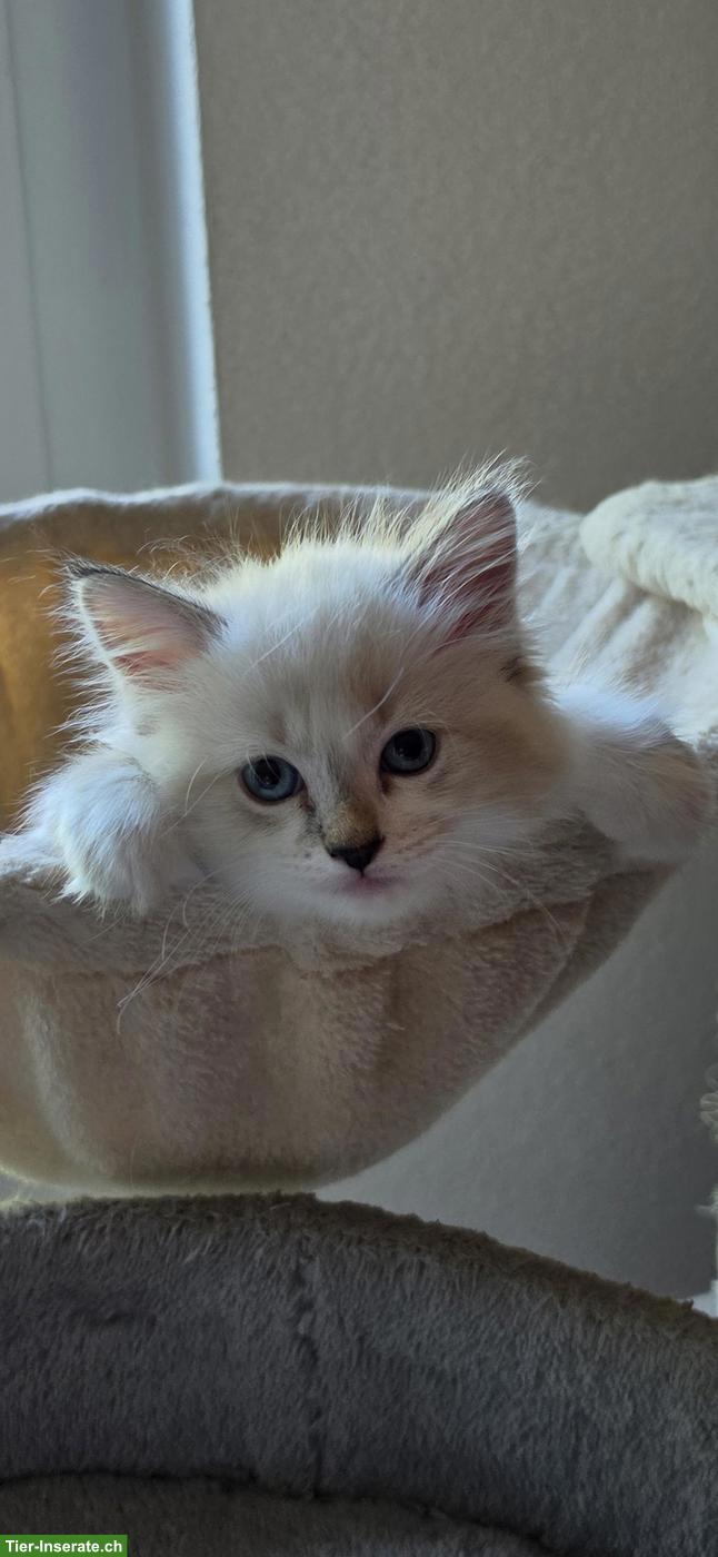 Bild 3: Heilige Birma Mix Kitten mit blauen Augen